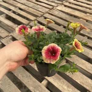Petunia Live Plant 'Funhouse Peach Melba' - 4.5