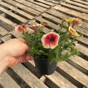 Petunia Live Plant 'Funhouse Peach Melba' - 4.5