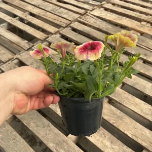 Petunia Live Plant 'Funhouse Peach Melba' - 4.5