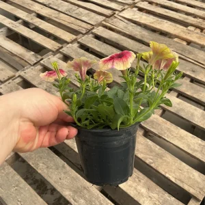 Petunia Live Plant 'Funhouse Peach Melba' - 4.5