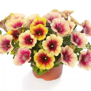 Petunia Live Plant 'Funhouse Peach Melba' - 4.5