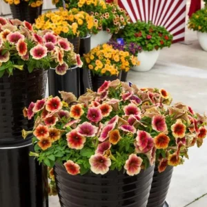 Petunia Live Plant 'Funhouse Peach Melba' - 4.5