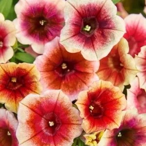 Petunia Live Plant 'Funhouse Peach Melba' - 4.5