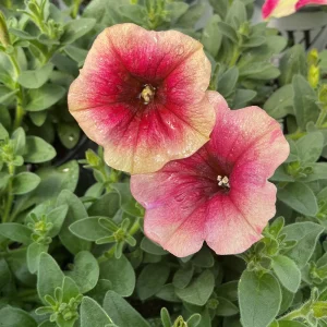 Petunia Live Plant 'Funhouse Peach Melba' - 4.5