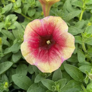 Petunia Live Plant 'Funhouse Peach Melba' - 4.5