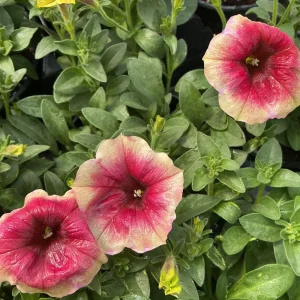 Petunia Live Plant 'Funhouse Peach Melba' - 4.5
