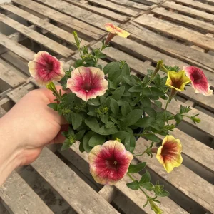 Petunia Live Plant 'Funhouse Peach Melba' - 4.5