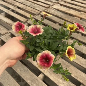 Petunia Live Plant 'Funhouse Peach Melba' - 4.5