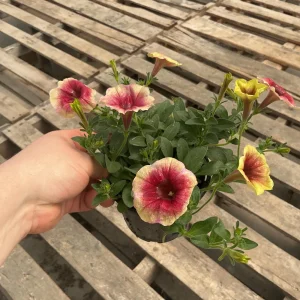 Petunia Live Plant 'Funhouse Peach Melba' - 4.5