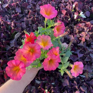 Petunia 'Mayan Sunset' Live Plant – 4.5 inch Pot – Vibrant Orange Flowers - Image 2