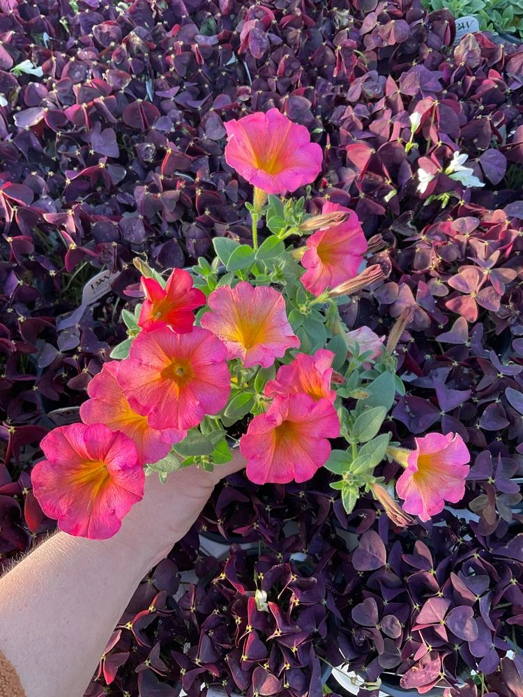 Petunia 'Mayan Sunset' Live Plant – 4.5 inch Pot – Vibrant Orange Flowers - Image 2