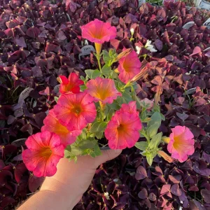 Petunia 'Mayan Sunset' Live Plant – 4.5 inch Pot – Vibrant Orange Flowers - Image 3