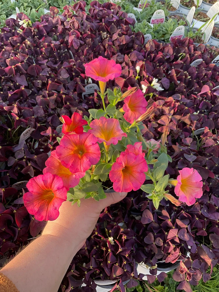 Petunia 'Mayan Sunset' Live Plant – 4.5 inch Pot – Vibrant Orange Flowers - Image 3