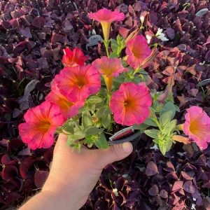 Petunia 'Mayan Sunset' Live Plant – 4.5 inch Pot – Vibrant Orange Flowers - Image 4