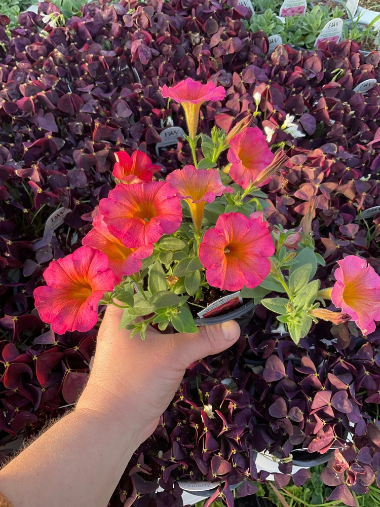 Petunia 'Mayan Sunset' Live Plant – 4.5 inch Pot – Vibrant Orange Flowers - Image 4