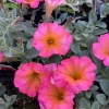 Petunia 'Mayan Sunset' Live Plant – 4.5 inch Pot – Vibrant Orange Flowers - Image 1