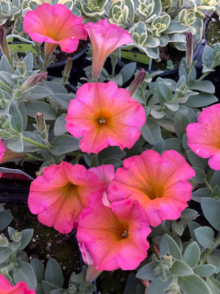Petunia 'Mayan Sunset' Live Plant – 4.5 inch Pot – Vibrant Orange Flowers - Image 1