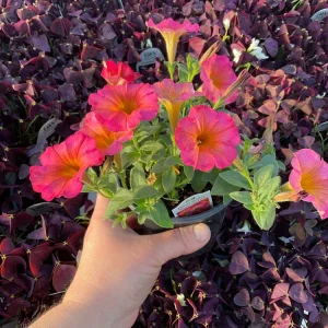 Petunia 'Mayan Sunset' Live Plant – 4.5 inch Pot – Vibrant Orange Flowers - Image 5