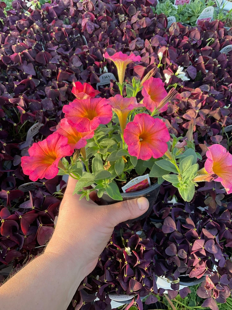 Petunia 'Mayan Sunset' Live Plant – 4.5 inch Pot – Vibrant Orange Flowers - Image 5