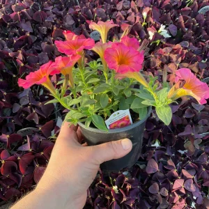 Petunia 'Mayan Sunset' Live Plant – 4.5 inch Pot – Vibrant Orange Flowers - Image 6