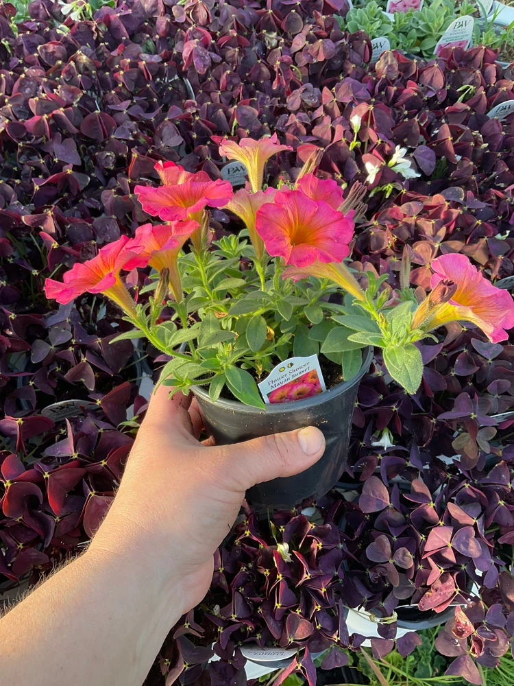 Petunia 'Mayan Sunset' Live Plant – 4.5 inch Pot – Vibrant Orange Flowers - Image 6