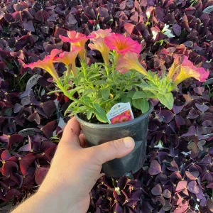 Petunia 'Mayan Sunset' Live Plant – 4.5 inch Pot – Vibrant Orange Flowers - Image 7