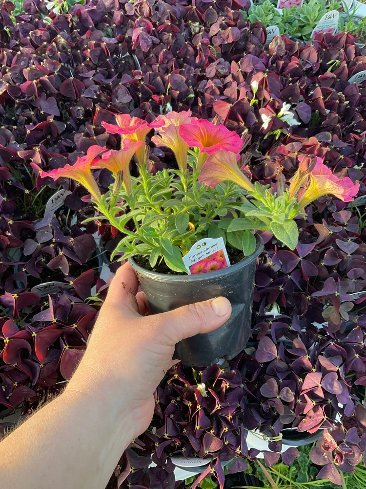 Petunia 'Mayan Sunset' Live Plant – 4.5 inch Pot – Vibrant Orange Flowers - Image 7
