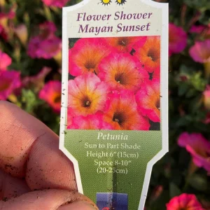 Petunia 'Mayan Sunset' Live Plant – 4.5 inch Pot – Vibrant Orange Flowers - Image 8