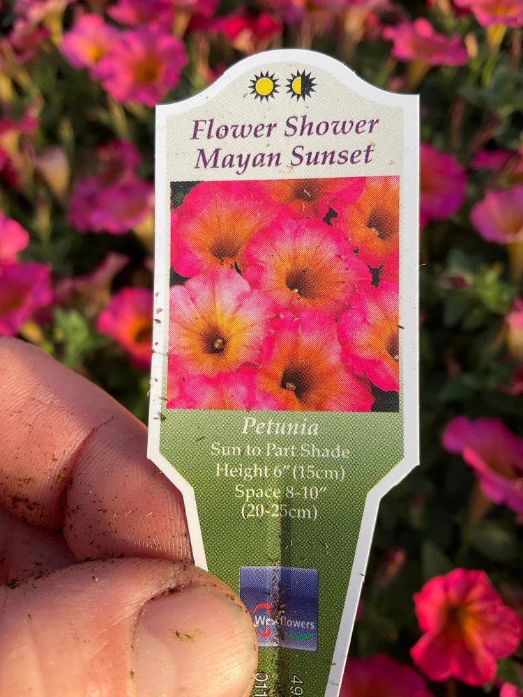 Petunia 'Mayan Sunset' Live Plant – 4.5 inch Pot – Vibrant Orange Flowers - Image 8