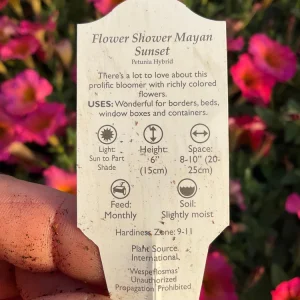 Petunia 'Mayan Sunset' Live Plant – 4.5 inch Pot – Vibrant Orange Flowers - Image 9