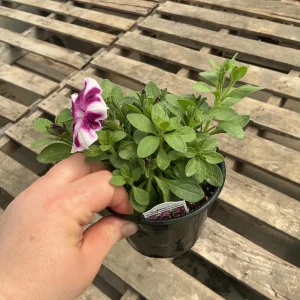 Petunia 'Painted Love Purple' Live Plant – 4.5 inch Pot – Annual Flower for Garden & Containers - Image 10