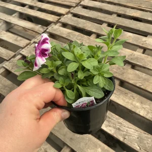 Petunia 'Painted Love Purple' Live Plant – 4.5 inch Pot – Annual Flower for Garden & Containers - Image 11