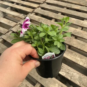 Petunia 'Painted Love Purple' Live Plant – 4.5 inch Pot – Annual Flower for Garden & Containers - Image 12