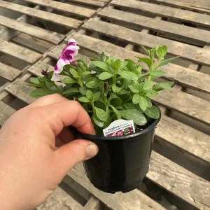 Petunia 'Painted Love Purple' Live Plant – 4.5 inch Pot – Annual Flower for Garden & Containers - Image 13