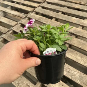 Petunia 'Painted Love Purple' Live Plant – 4.5 inch Pot – Annual Flower for Garden & Containers - Image 14