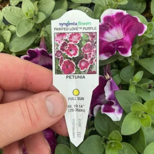 Petunia 'Painted Love Purple' Live Plant – 4.5 inch Pot – Annual Flower for Garden & Containers - Image 15