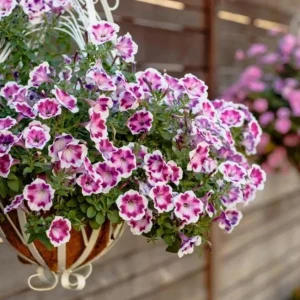 Petunia 'Painted Love Purple' Live Plant – 4.5 inch Pot – Annual Flower for Garden & Containers - Image 2
