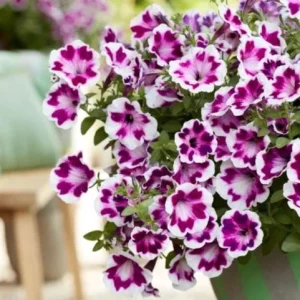 Petunia 'Painted Love Purple' Live Plant – 4.5 inch Pot – Annual Flower for Garden & Containers - Image 3