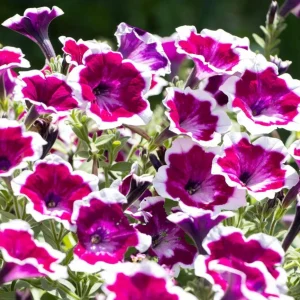 Petunia 'Painted Love Purple' Live Plant – 4.5 inch Pot – Annual Flower for Garden & Containers - Image 4