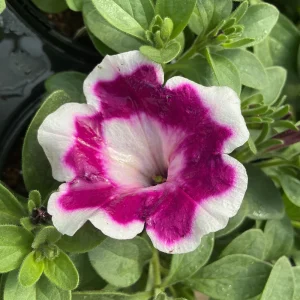 Petunia 'Painted Love Purple' Live Plant – 4.5 inch Pot – Annual Flower for Garden & Containers - Image 5