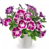 Petunia 'Painted Love Purple' Live Plant – 4.5 inch Pot – Annual Flower for Garden & Containers - Image 1