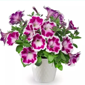 Petunia 'Painted Love Purple' Live Plant – 4.5 inch Pot – Annual Flower for Garden & Containers - Image 1