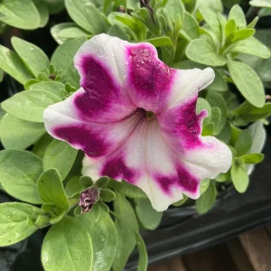 Petunia 'Painted Love Purple' Live Plant – 4.5 inch Pot – Annual Flower for Garden & Containers - Image 6