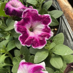 Petunia 'Painted Love Purple' Live Plant – 4.5 inch Pot – Annual Flower for Garden & Containers - Image 7