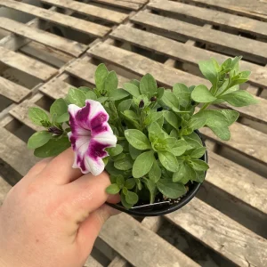 Petunia 'Painted Love Purple' Live Plant – 4.5 inch Pot – Annual Flower for Garden & Containers - Image 8