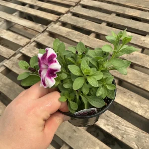 Petunia 'Painted Love Purple' Live Plant – 4.5 inch Pot – Annual Flower for Garden & Containers - Image 9