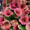 Petunia 'Sanguna' Mango Peach Live Plant - 4.5" Pot - Outdoor Flower - Image 1