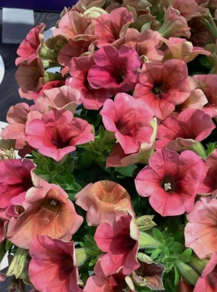 Petunia 'Sanguna' Mango Peach Live Plant - 4.5" Pot - Outdoor Flower - Image 1
