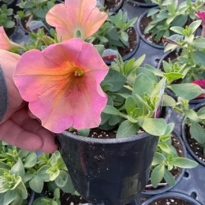 Petunia 'Sanguna' Mango Peach Live Plant - 4.5