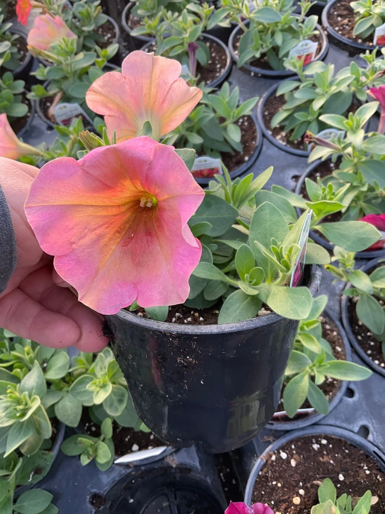 Petunia 'Sanguna' Mango Peach Live Plant - 4.5" Pot - Outdoor Flower - Image 10